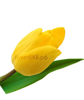 Тюльпан желтый
