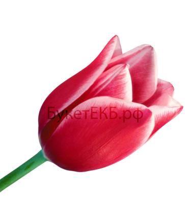 Фото товара «Тюльпан розовый»