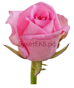 Фото товара «Уральская роза» №1