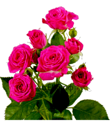 Фото товара «Роза кустовая ярко розовая»