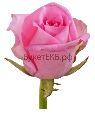 Фото товара «Уральская роза»