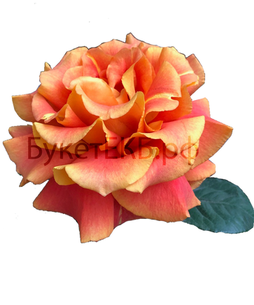 Фото товара «Японская роза оранжевая»