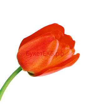 Тюльпан красный
