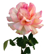 Фото товара «Японская роза розовая» №1
