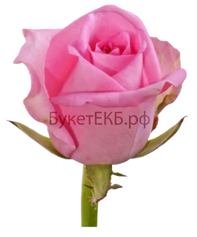 Уральская роза