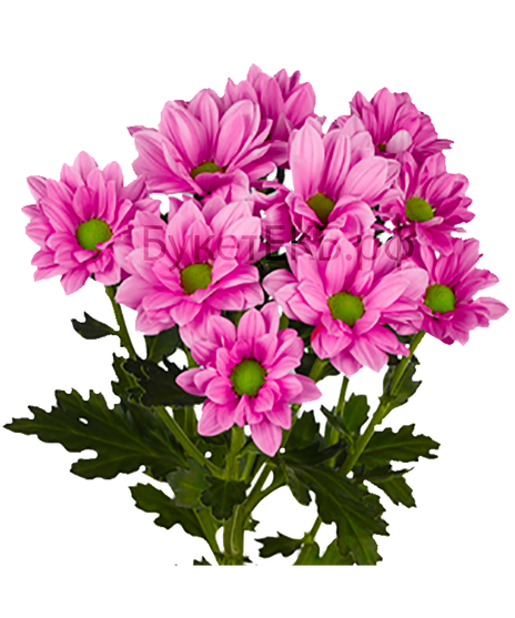 Хризантема кустовая Бакарди розовая