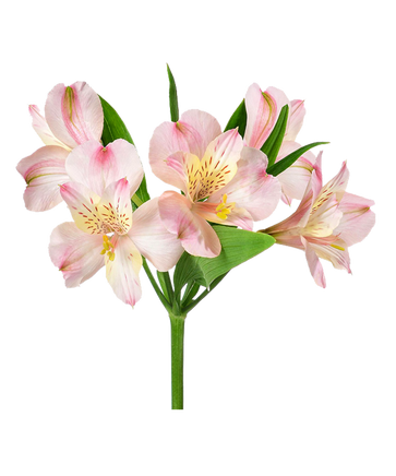 Фото товара «Альстромерия розовая»