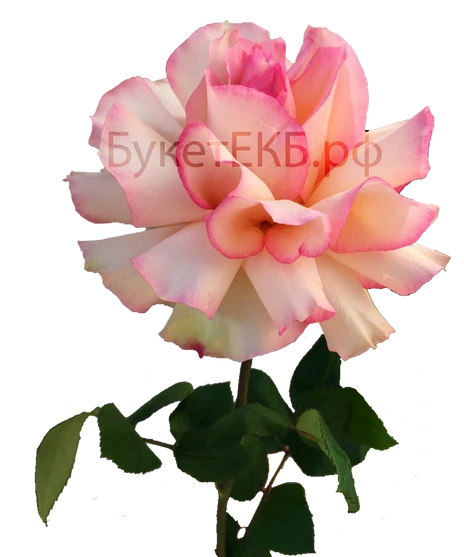 Японская роза розовая