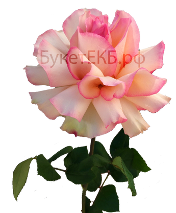 Японская роза розовая