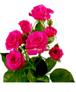 Фото товара «Роза кустовая ярко розовая» №1