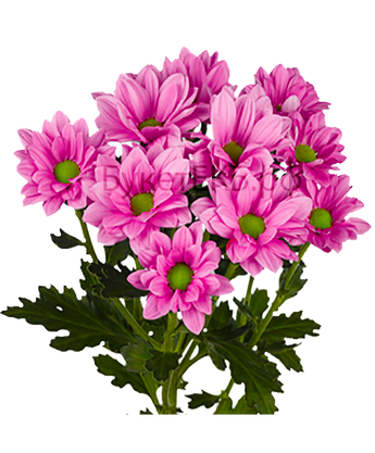 Хризантема кустовая Бакарди розовая