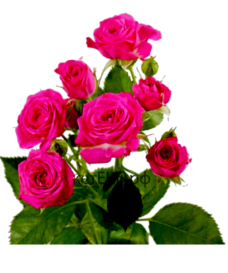 Роза кустовая ярко розовая