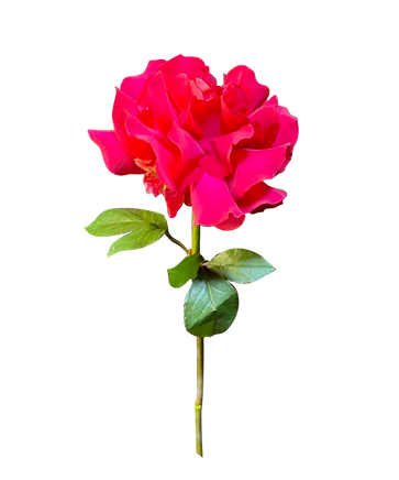 Фото товара «Японская роза гоча»