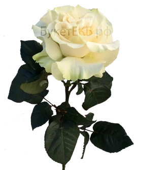 Японская роза белая
