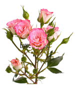 Фото товара «Роза кустовая розовая» №1