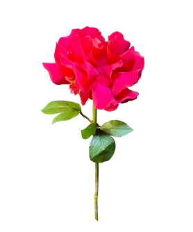 Японская роза пинфлоид