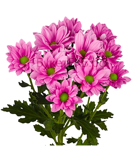 Хризантема кустовая Бакарди розовая купить в Екатеринбурге недорого –  БукетЕкб