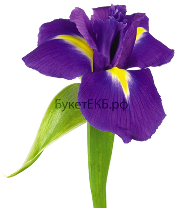 Фото товара «Ирис»