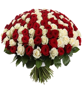 101 красно белая роза