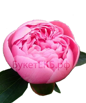 Пион розовый