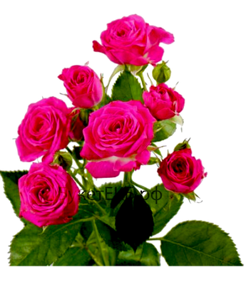 Роза кустовая ярко розовая