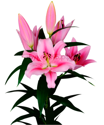 Фото товара «Лилия розовая»