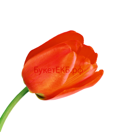 Фото товара «Тюльпан красный»