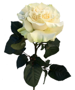 Фото товара «Японская роза белая» №1