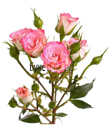 Фото товара «Роза кустовая розовая»