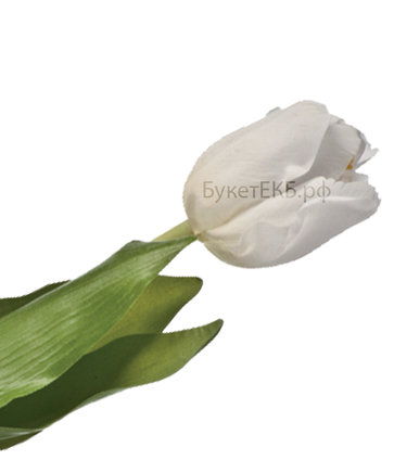 Фото товара «Тюльпан белый»