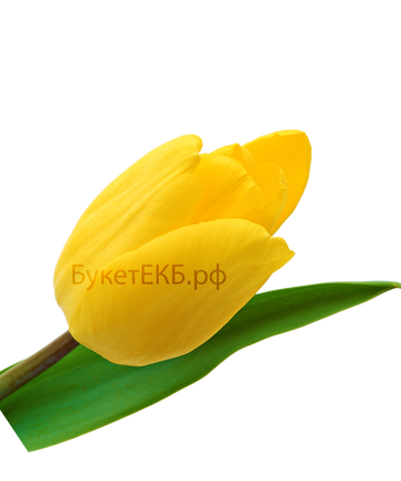 Фото товара «Тюльпан желтый»